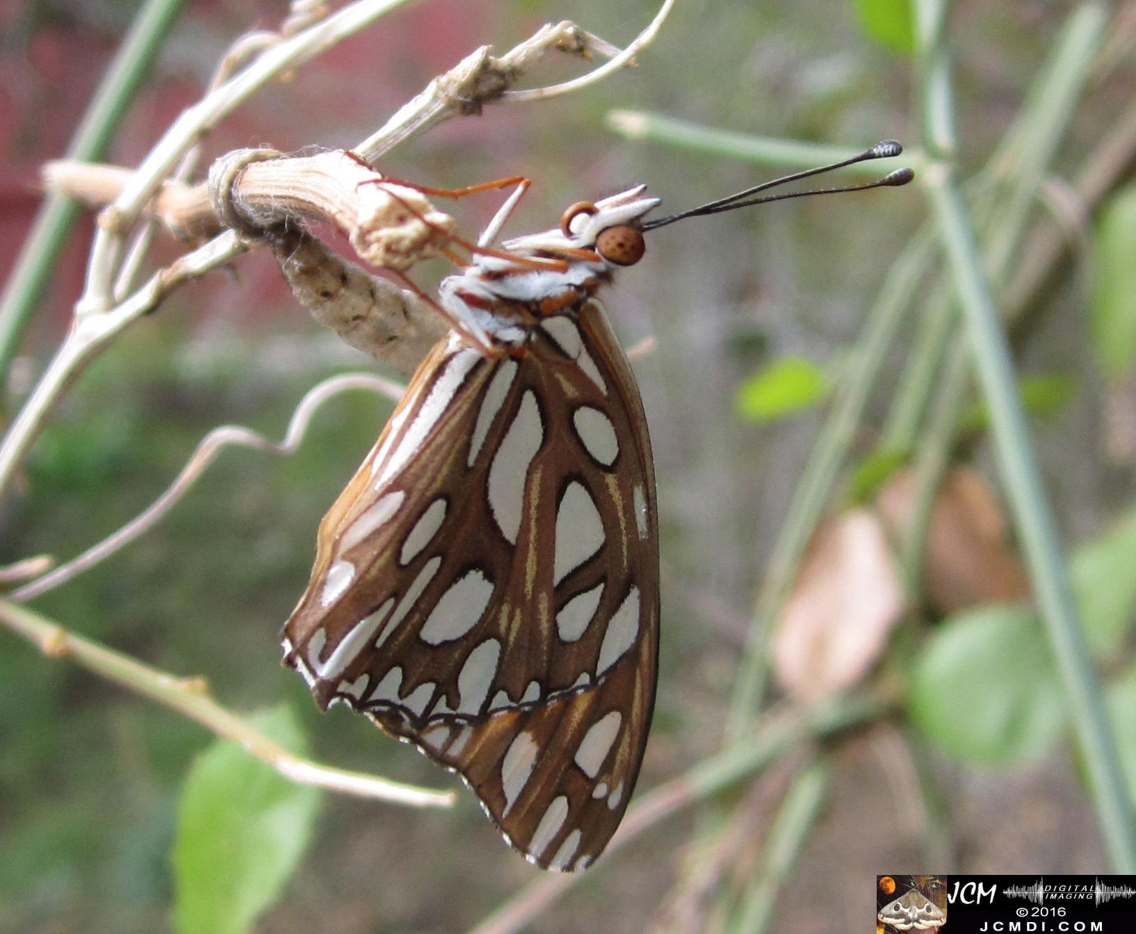 20160922 IMG_0835 Gulf Fritillary Butterfly emerged in daylight.jpg